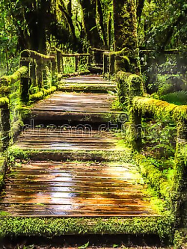 beautiful rain forest ang ka nature trail doi inthanon national park thailand 36703721
